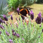 Lupo Apartman Vodnjan