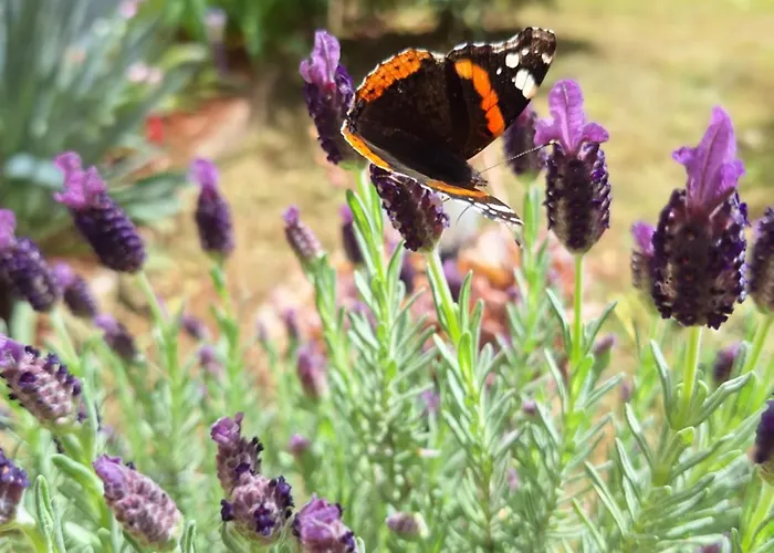 Lupo شقة فودنيان